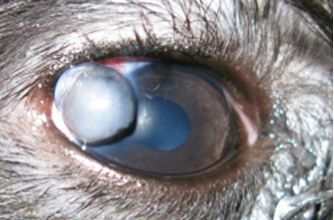 Anterior and lateral view of right eye before repair. 